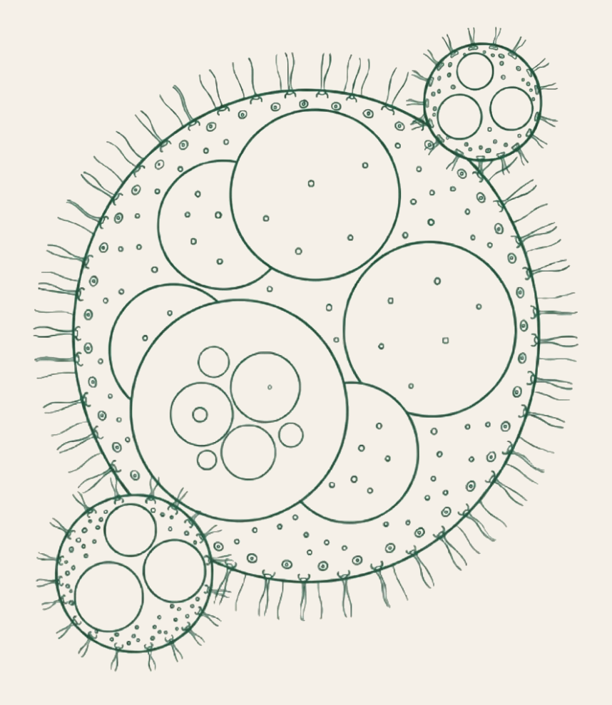 Volvox carteri